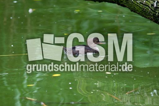 Kappensäger (3 von 3).jpg